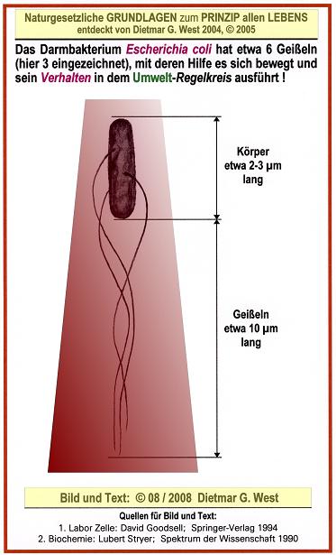 Naturgesetzliche Grundlagen zum Prinzip allen Lebens: Das Darmbakterium und seine "Verhaltensorgane" (Geißeln). 